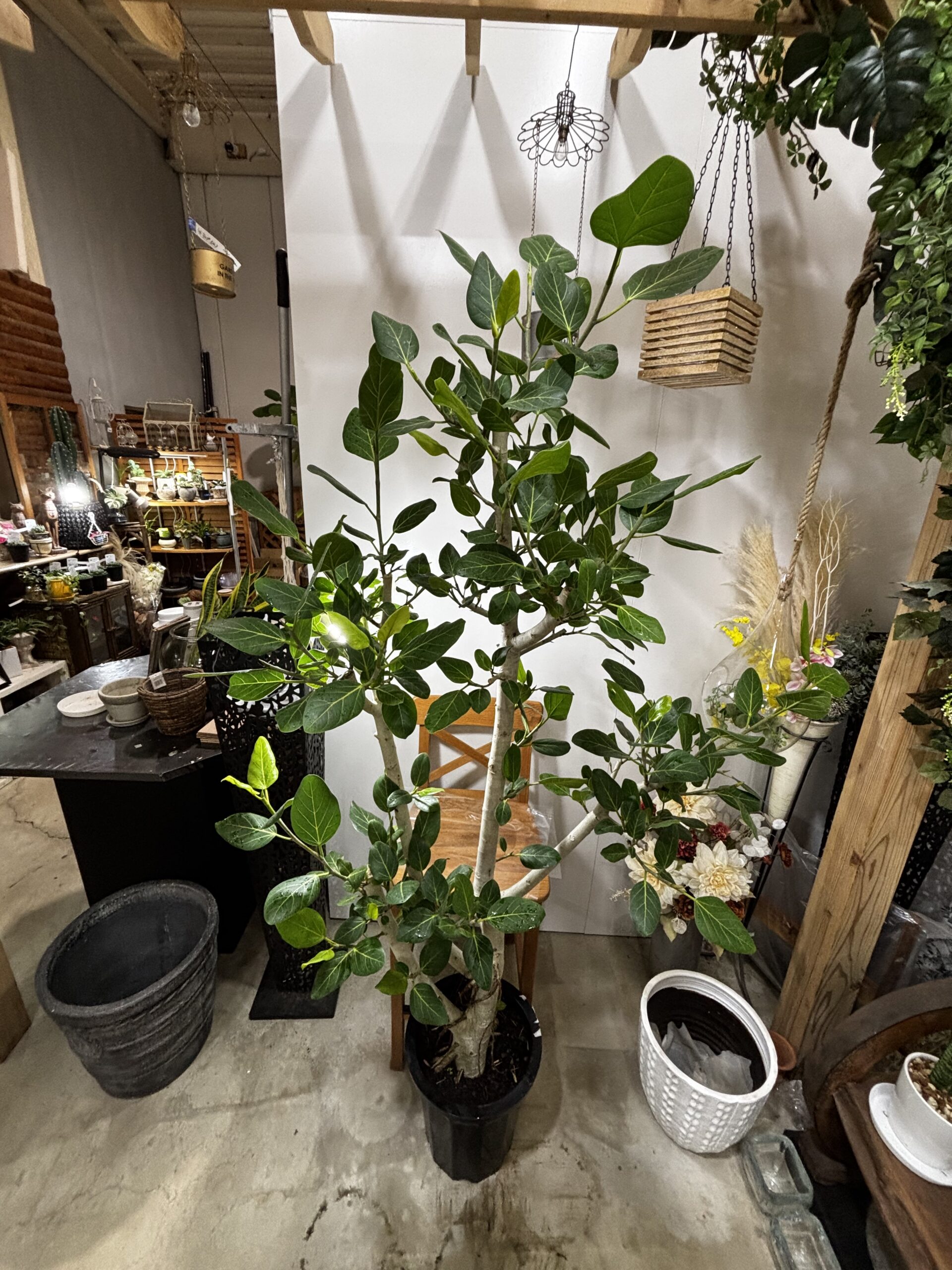 フィカス・ベンガレンシス　5号/7号/8号/10号 - 画像 (12)
