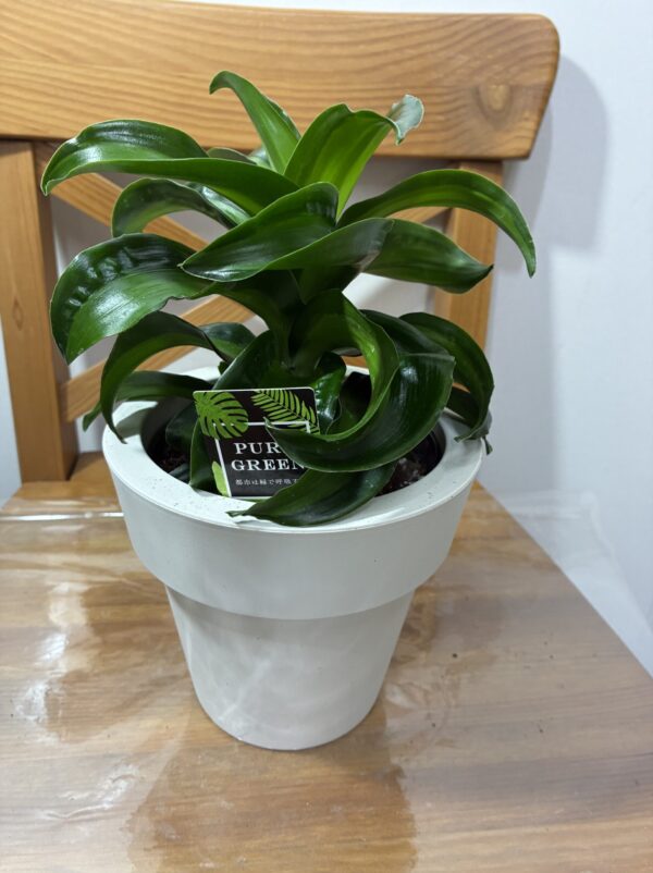 ドラセナ・トルネードツイスト 5号 2種 | Plants Shop Big Smile 通販
