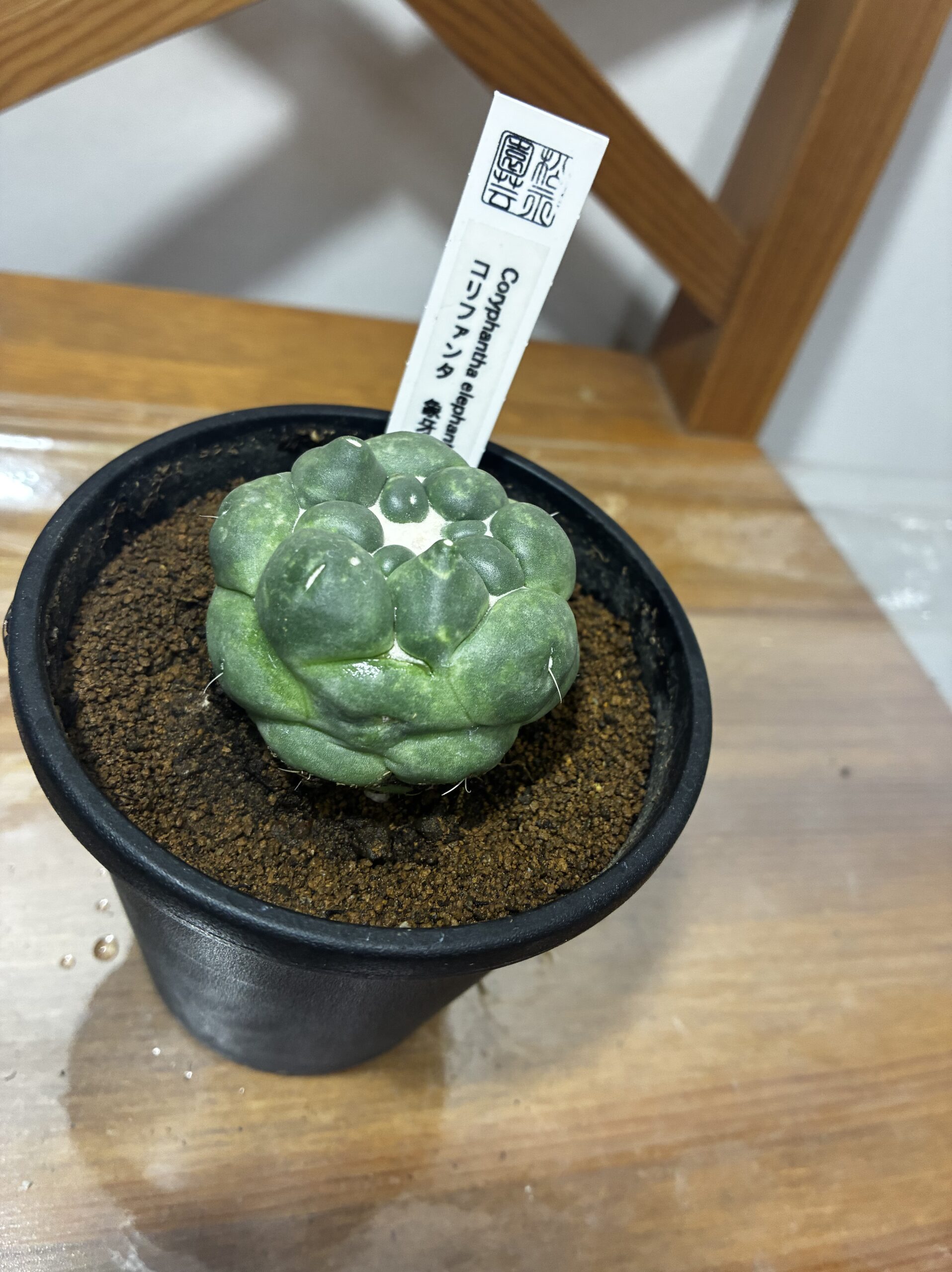 コリファンタ　象牙丸　3.5号 - 画像 (5)