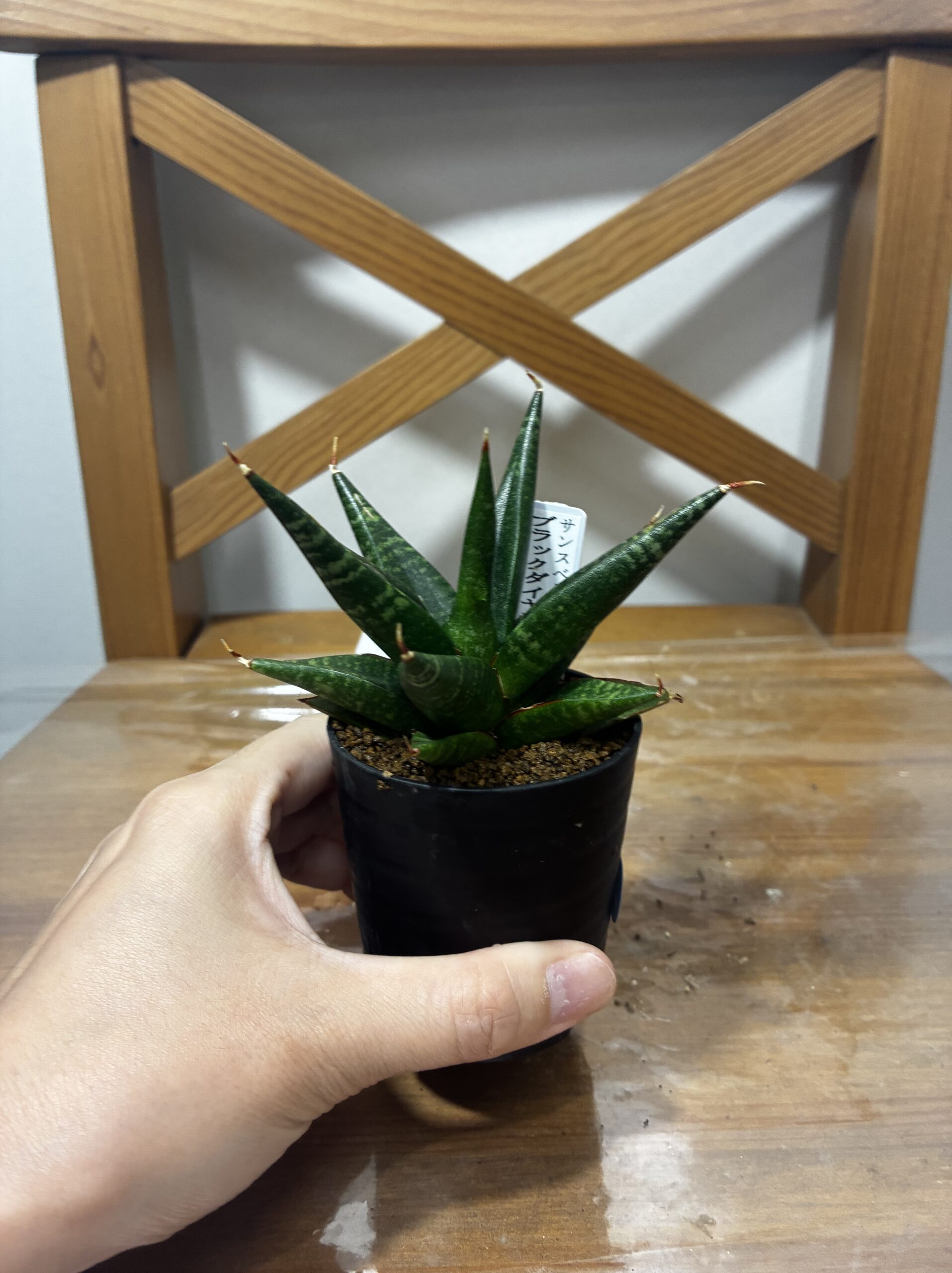 サンスベリア　ブラックダイヤモンド/シンドロ/ナコーンルアン　2.5号 - 画像 (5)