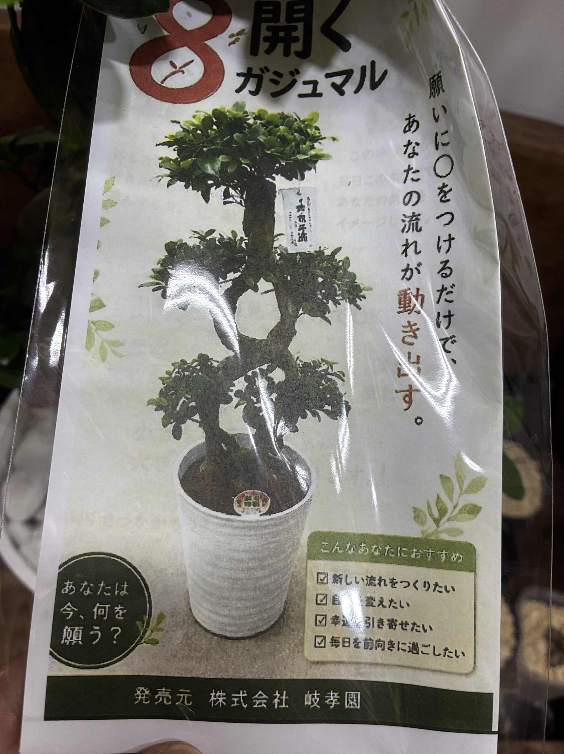ガジュマル(幸福の樹) 八の字仕立て 8号 - 画像 (3)