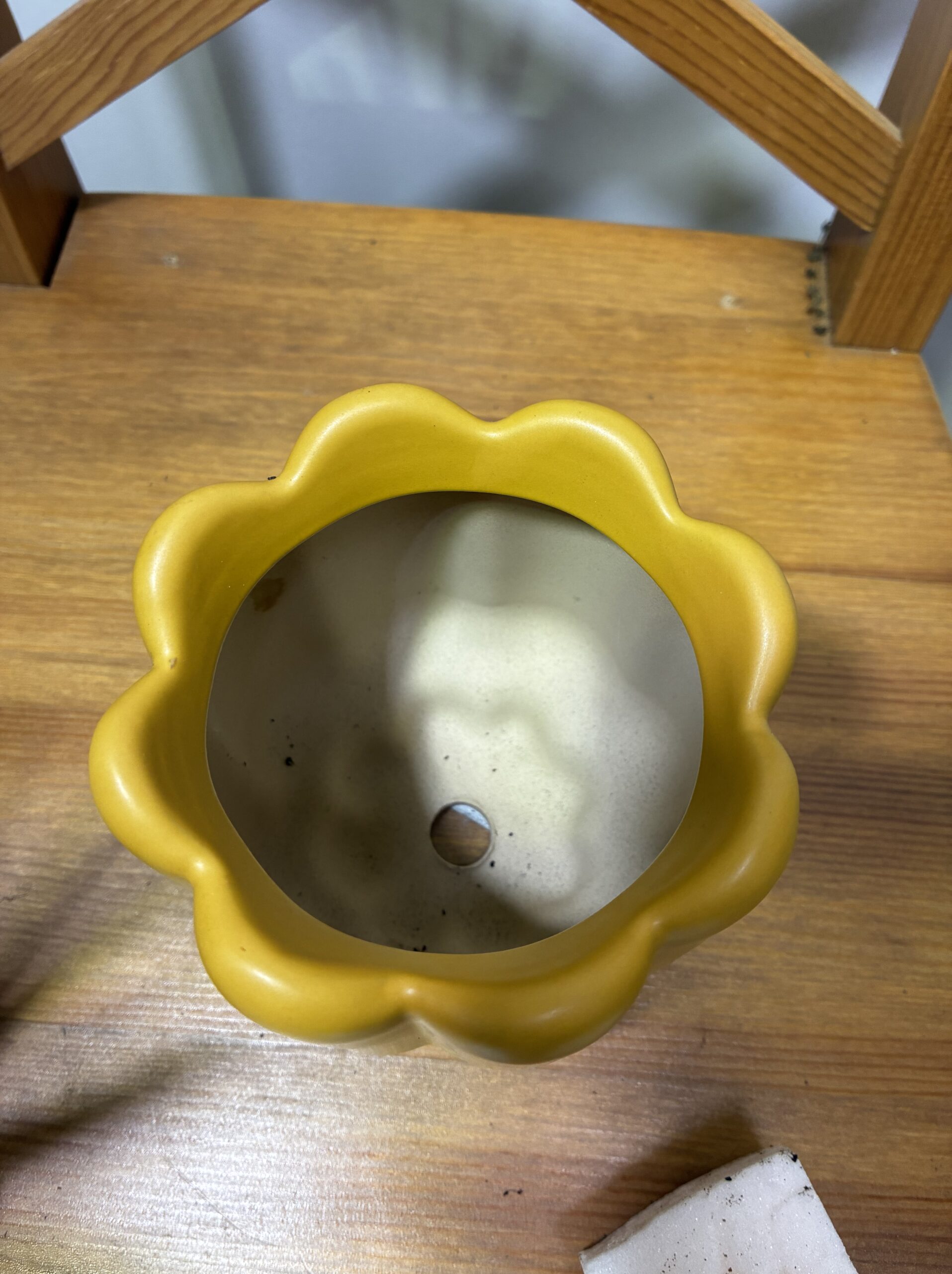 サンスベリア・バキュラリス/ファンウッド・ミカド 陶器鉢付 - 画像 (5)
