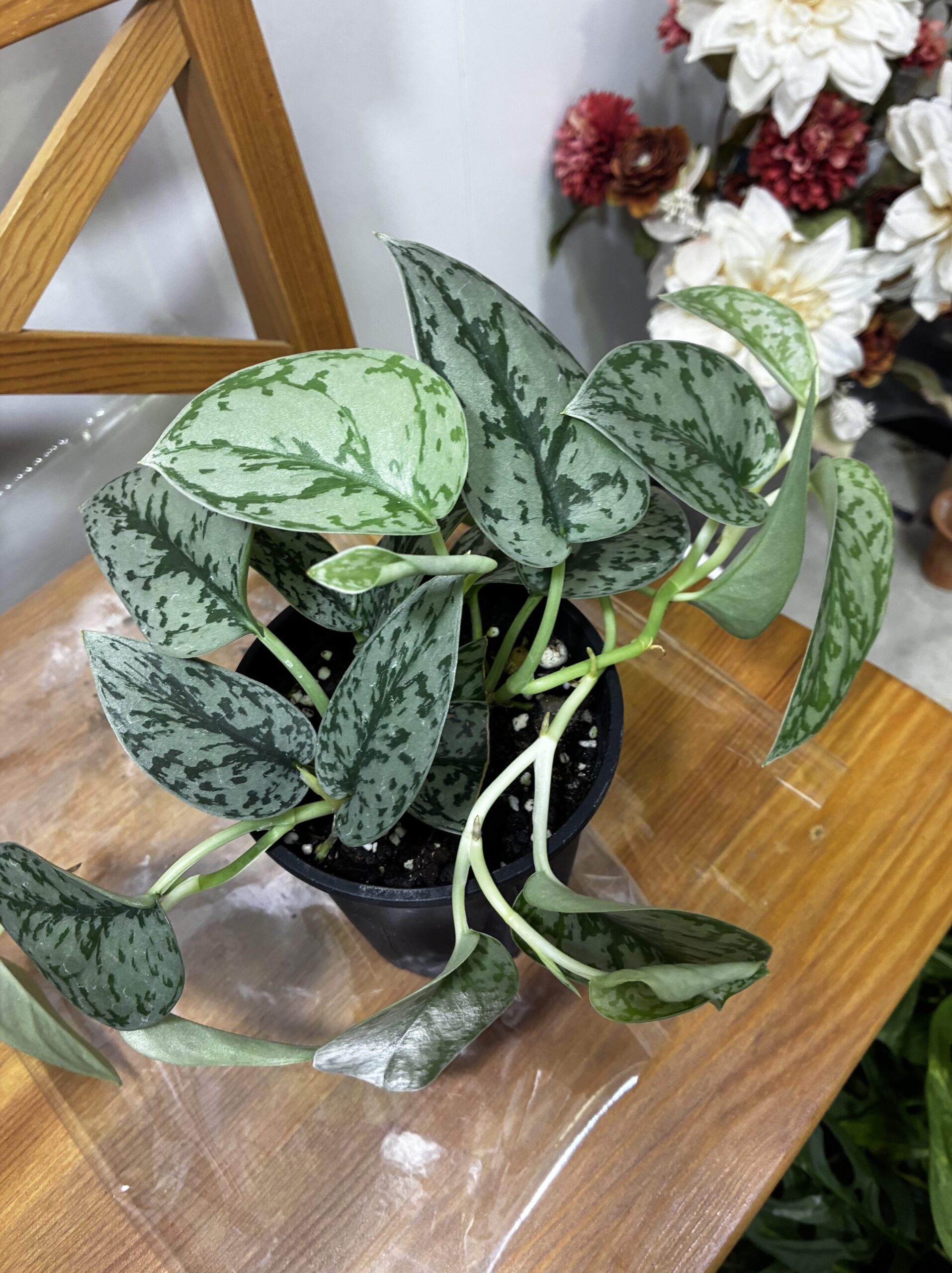 スキンダプサス・シルバーレディ　4号 - 画像 (4)